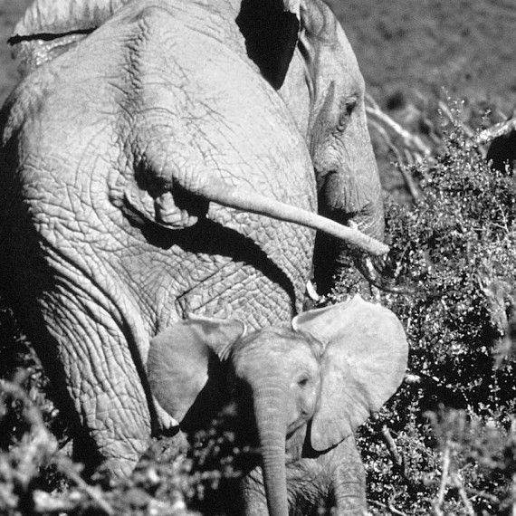 www.phototeam-nature.com-antognelli-afrique du sud-elephant