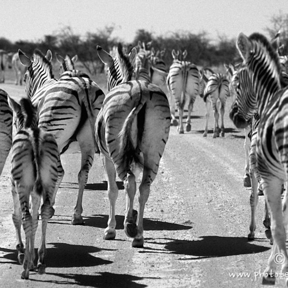 www.phototeam-nature.com-antognelli-afrique du sud-zebres