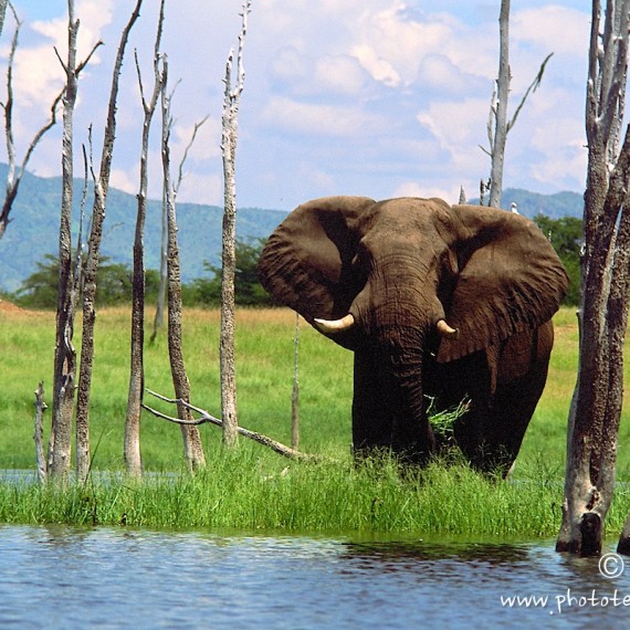 www.phototeam-nature.com-antognelli-zimbabwe-kariba-elephant