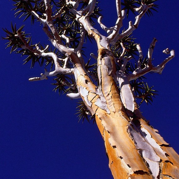 www.phototeam-nature.com-antognelli-namibie