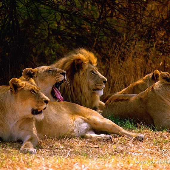 www.phototeam-nature.com-antognelli-afrique du sud-lion