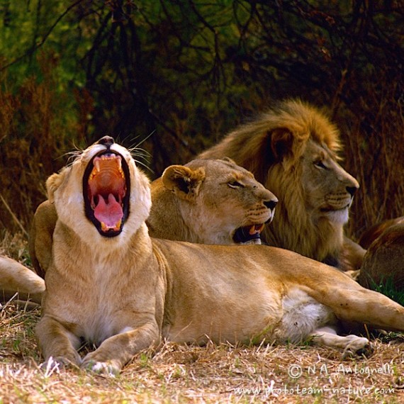 www.phototeam-nature.com-antognelli-afrique du sud-lions