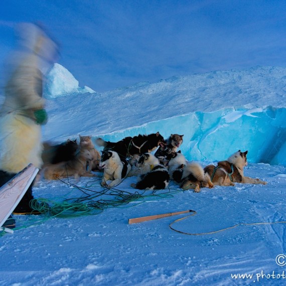 www.phototeam-nature.com-antognelli-groenland-greenland-nanoq-polar bear-ours polaire-hunting-chasse-traineau-chien-dog sleg-savissivik-phoque