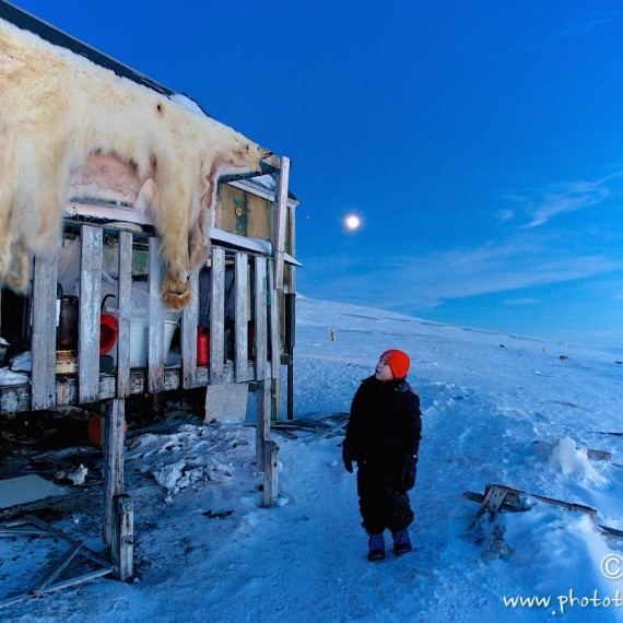 www.phototeam-nature.com-antognelli-groenland-greenland-nanoq-polar bear-ours polaire-savissivik