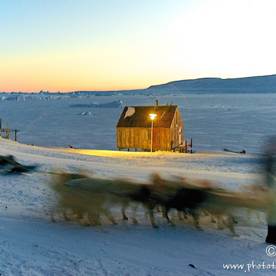 www.phototeam-nature.com-antognelli-groenland-greenland-nanoq-polar bear-ours polaire-hunting-chasse-traineau-chien-dog sleg-savissivik-nuit polaire