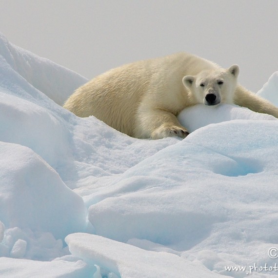 www.phototeam-nature.com-antognelli-greenland-nanoq-ours polaire-polar bear