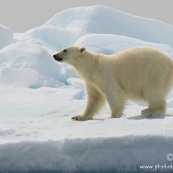 www.phototeam-nature.com-antognelli-greenland-nanoq-ours polaire-polar bear