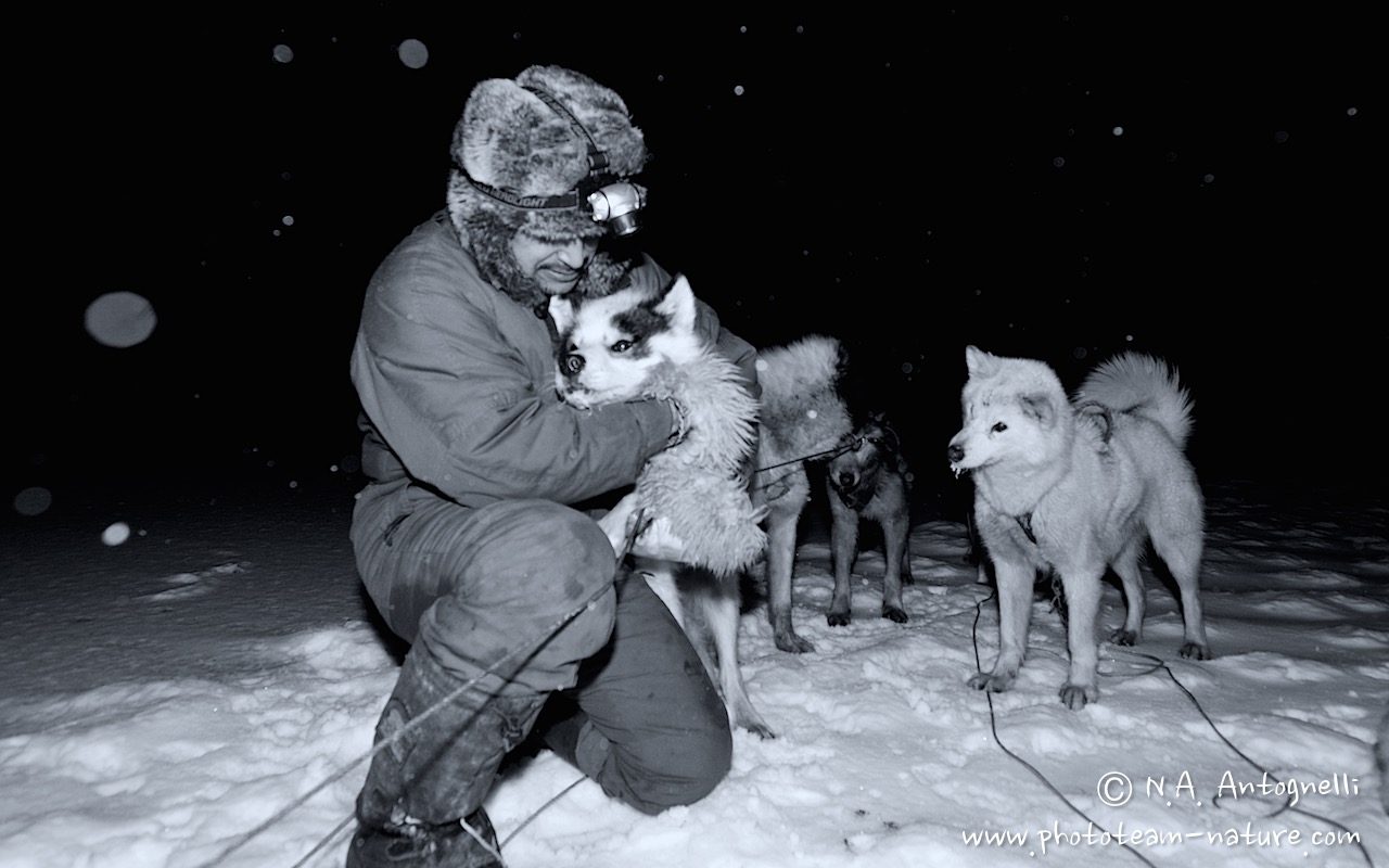 www.phototeam-nature.com-antognelli-greenland-nuussuaq-hunter-dog