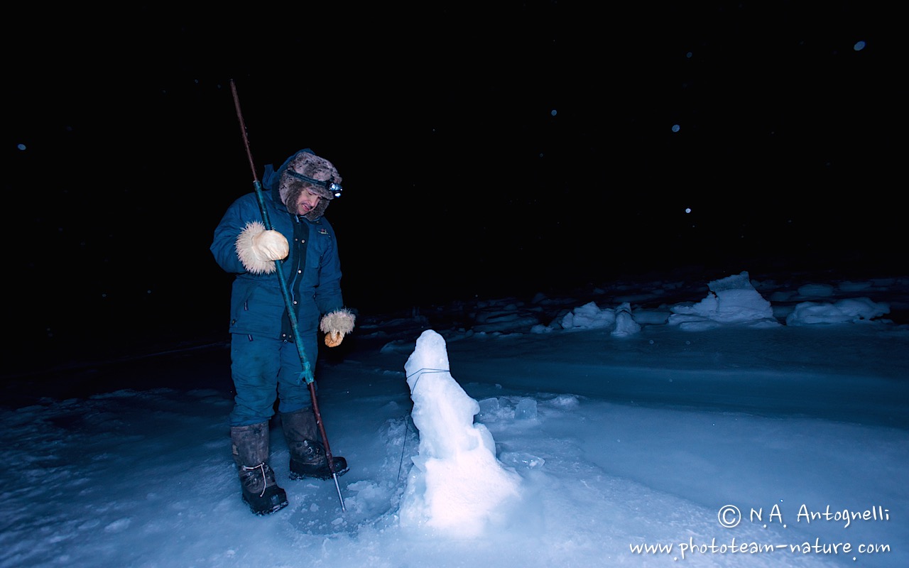 www.phototeam-nature.com-antognelli-greenland-nuussuaq-hunter-dog