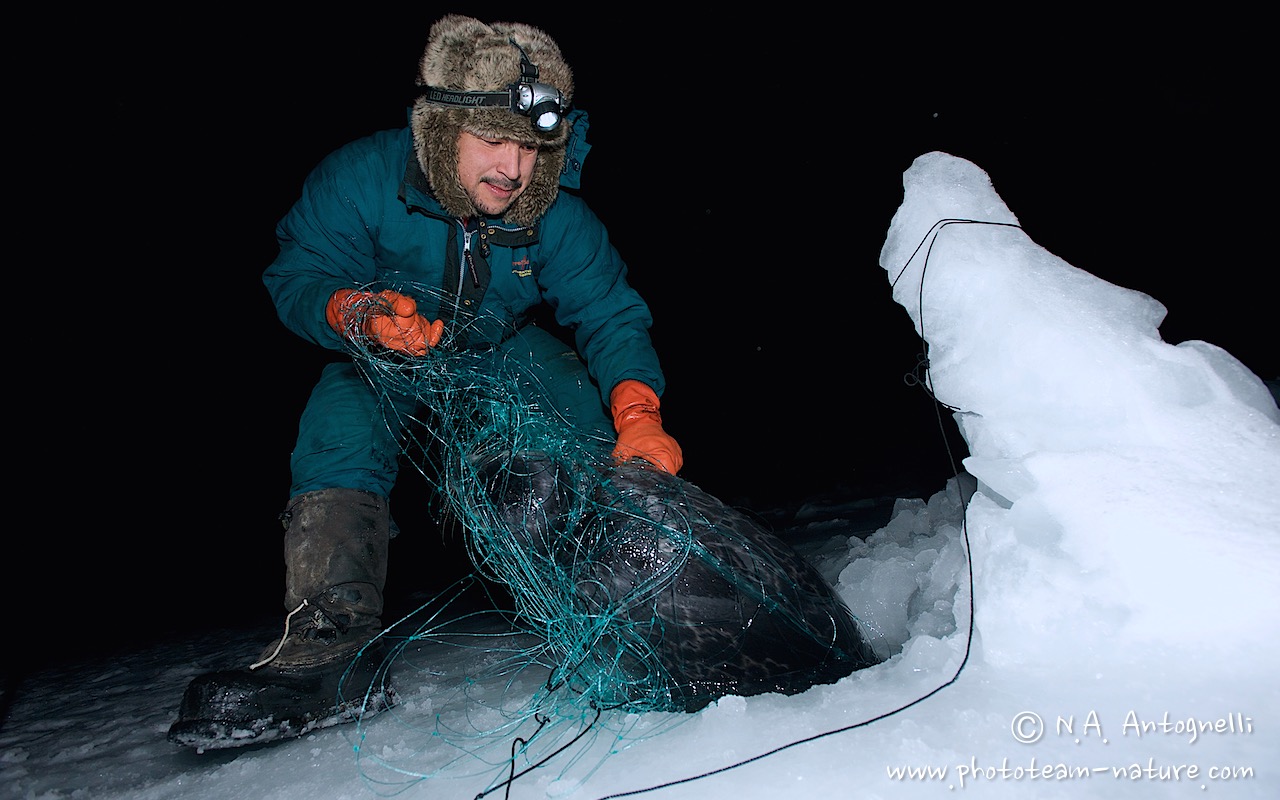 www.phototeam-nature.com-antognelli-greenland-nuussuaq-hunter-seal