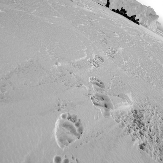 www.phototeam-nature.com-antognelli-groenland-greenland-nanoq-polar bear-ours polaire-hunting-chasse-traineau-chien-dog sleg-savissivik