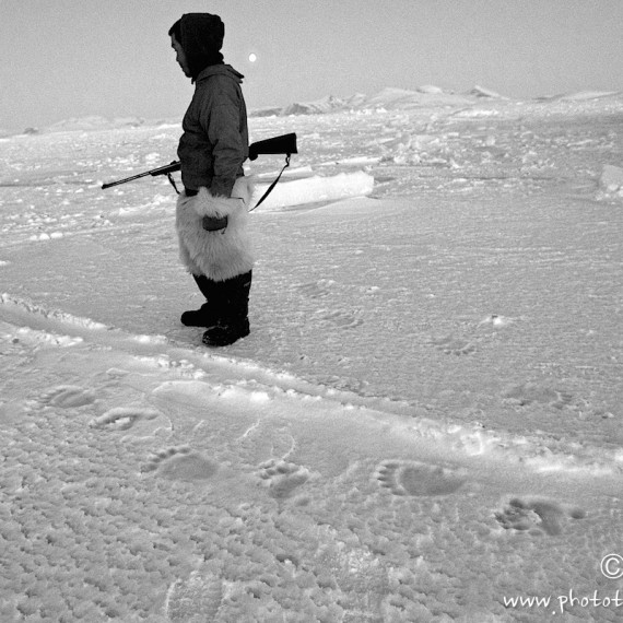 www.phototeam-nature.com-antognelli-groenland-greenland-nanoq-polar bear-ours polaire-hunting-chasse-traineau-chien-dog sleg-savissivik