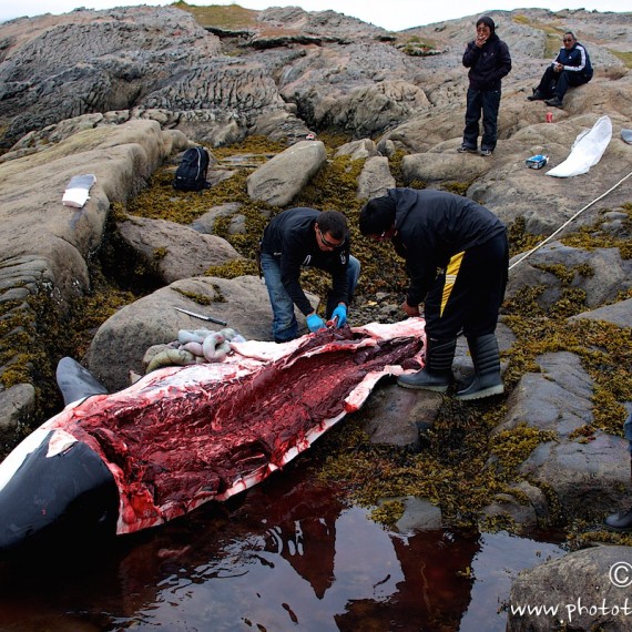 www.phototeam-nature.com-antognelli-greenland-expedition-kayak-hunting-rorqual