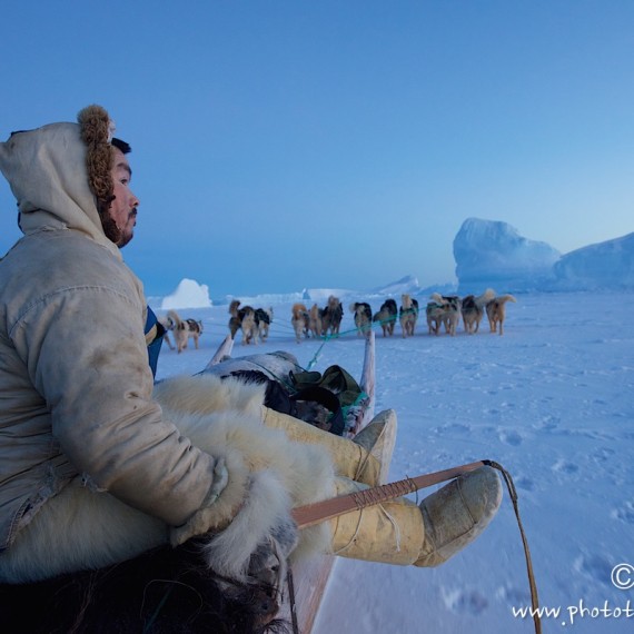 www.phototeam-nature.com-antognelli-groenland-greenland-nanoq-polar bear-ours polaire-hunting-chasse-traineau-chien-dog sleg-savissivik