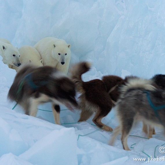 www.phototeam-nature.com-antognelli-groenland-greenland-nanoq-polar bear-ours polaire-hunting-chasse-traineau-chien-dog sleg-savissivik