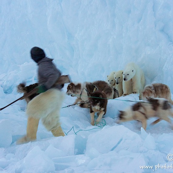 www.phototeam-nature.com-antognelli-groenland-greenland-nanoq-polar bear-ours polaire-hunting-chasse-traineau-chien-dog sleg-savissivik