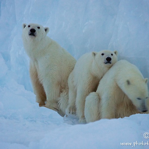 www.phototeam-nature.com-antognelli-groenland-greenland-nanoq-polar bear-ours polaire-hunting-chasse-traineau-chien-dog sleg-savissivik