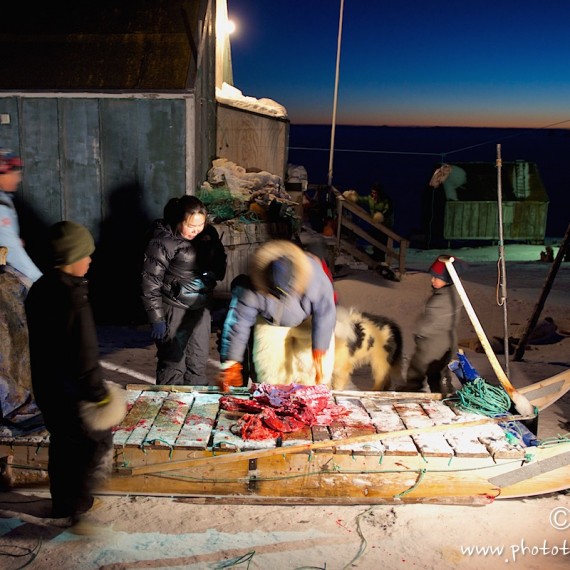 www.phototeam-nature.com-antognelli-groenland-greenland-nanoq-polar bear-ours polaire-hunting-chasse-traineau-chien-dog sleg-savissivik