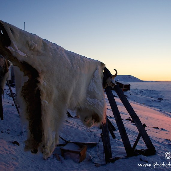 www.phototeam-nature.com-antognelli-groenland-greenland-nanoq-polar bear-ours polaire-hunting-chasse-traineau-chien-dog sleg-savissivik