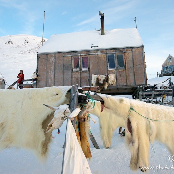 www.phototeam-nature.com-antognelli-groenland-greenland-nanoq-polar bear-ours polaire-hunting-chasse-maison-savissivik