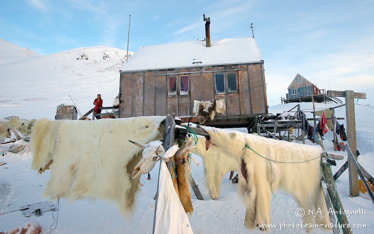 www.phototeam-nature.com-antognelli-groenland-greenland-nanoq-polar bear-ours polaire-hunting-chasse-maison-savissivik