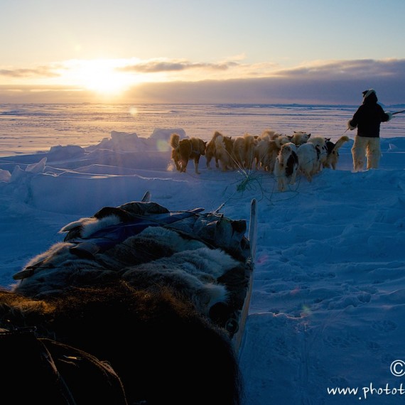 www.phototeam-nature.com-antognelli-groenland-greenland-nanoq-polar bear-ours polaire-hunting-chasse-traineau-chien-dog sleg-savissivik