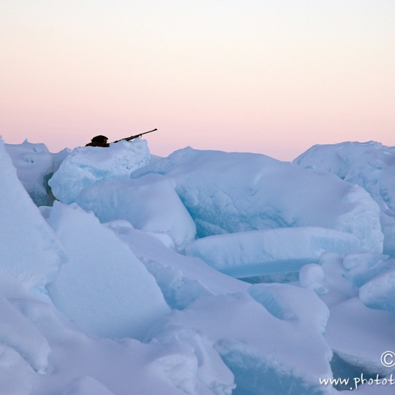 www.phototeam-nature.com-antognelli-groenland-greenland-nanoq-polar bear-ours polaire-hunting-chasse-traineau-chien-dog sleg-savissivik