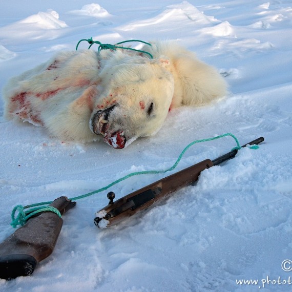 www.phototeam-nature.com-antognelli-groenland-greenland-nanoq-polar bear-ours polaire-hunting-chasse-traineau-chien-dog sleg-savissivik