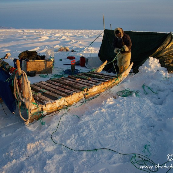 www.phototeam-nature.com-antognelli-groenland-greenland-nanoq-polar bear-ours polaire-hunting-chasse-traineau-chien-dog sleg-savissivik-camp-tente