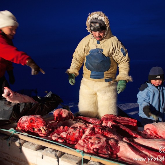 www.phototeam-nature.com-antognelli-groenland-greenland-nanoq-polar bear-ours polaire-hunting-chasse-traineau-chien-dog sleg-savissivik