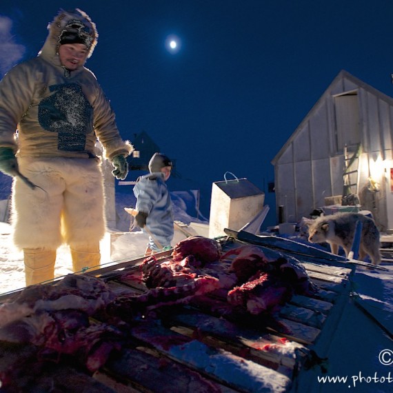 www.phototeam-nature.com-antognelli-groenland-greenland-nanoq-polar bear-ours polaire-hunting-chasse-traineau-chien-dog sleg-savissivik