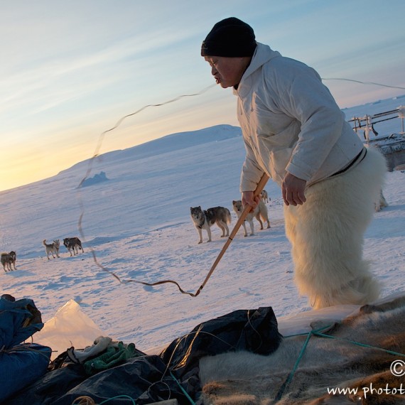 www.phototeam-nature.com-antognelli-groenland-greenland-nanoq-polar bear-ours polaire-hunting-chasse-traineau-chien-dog sleg-savissivik