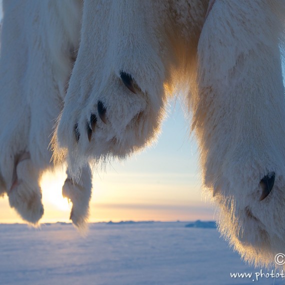 www.phototeam-nature.com-antognelli-groenland-greenland-nanoq-polar bear-ours polaire-savissivik