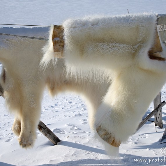 www.phototeam-nature.com-antognelli-groenland-greenland-nanoq-polar bear-ours polaire-pantalon-savissivik