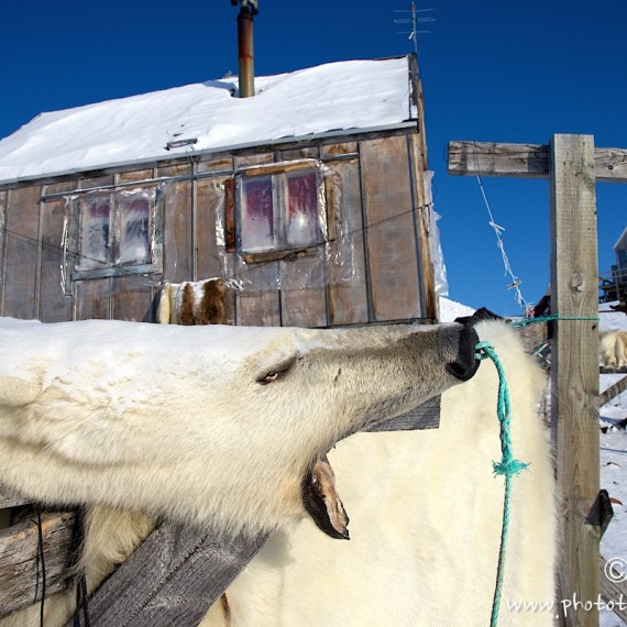 www.phototeam-nature.com-antognelli-groenland-greenland-nanoq-polar bear-ours polaire-maison-savissivik