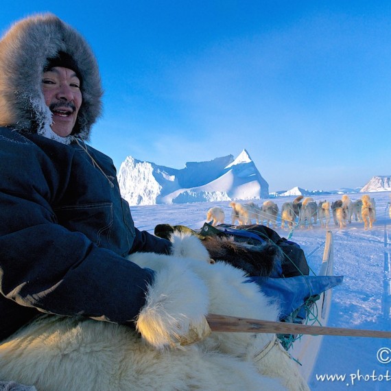 www.phototeam-nature.com-antognelli-groenland-greenland-nanoq-polar bear-ours polaire-hunting-chasse-traineau-chien-dog sleg-savissivik