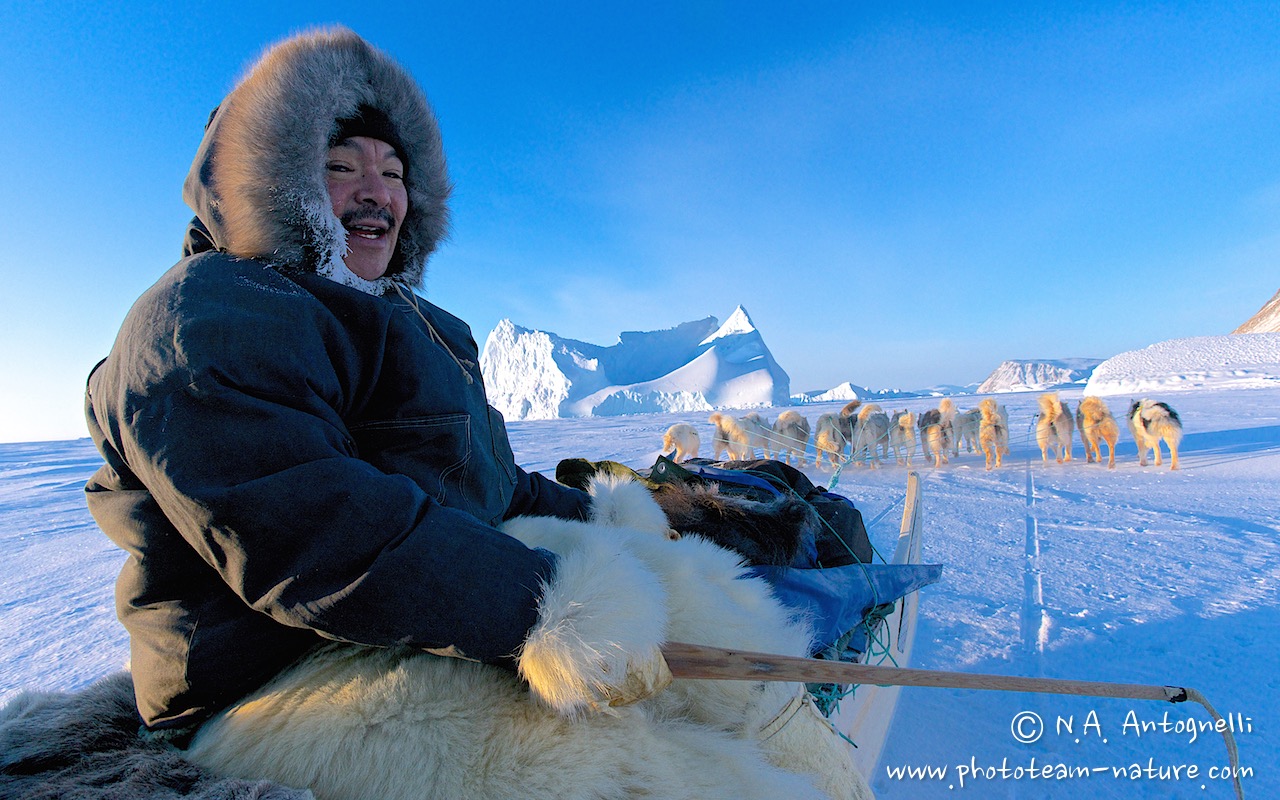 www.phototeam-nature.com-antognelli-groenland-greenland-nanoq-polar bear-ours polaire-hunting-chasse-traineau-chien-dog sleg-savissivik