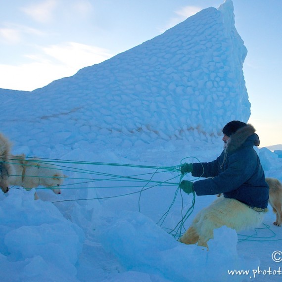 www.phototeam-nature.com-antognelli-groenland-greenland-nanoq-polar bear-ours polaire-hunting-chasse-traineau-chien-dog sleg-savissivik