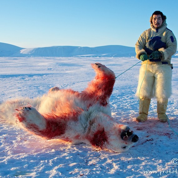 www.phototeam-nature.com-antognelli-groenland-greenland-nanoq-polar bear-ours polaire-hunting-chasse-traineau-chien-dog sleg-savissivik