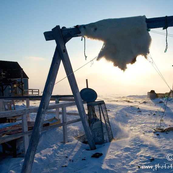 www.phototeam-nature.com-antognelli-groenland-greenland-nanoq-polar bear-ours polaire-savissivik