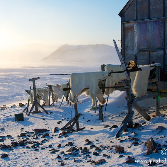 www.phototeam-nature.com-antognelli-groenland-greenland-savissivik