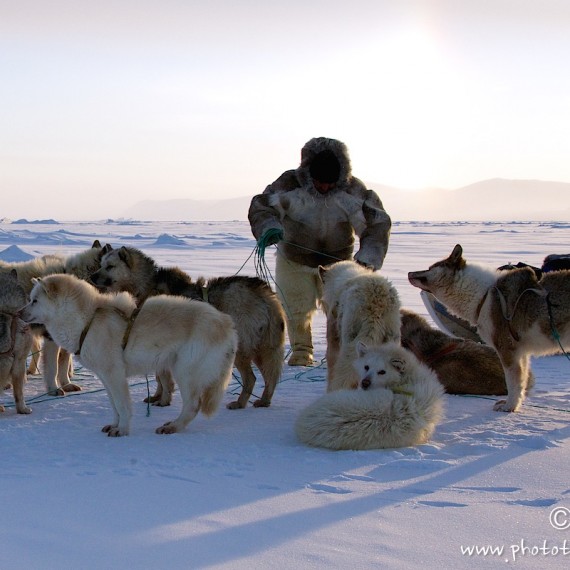 www.phototeam-nature.com-antognelli-groenland-greenland-nanoq-polar bear-ours polaire-hunting-chasse-traineau-chien-dog sleg-savissivik