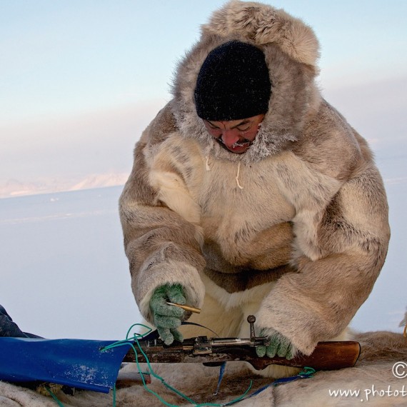 www.phototeam-nature.com-antognelli-groenland-greenland-nanoq-polar bear-ours polaire-hunting-chasse-traineau-chien-dog sleg-savissivik