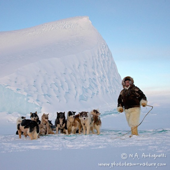 www.phototeam-nature.com-antognelli-groenland-greenland-nanoq-polar bear-ours polaire-hunting-chasse-traineau-chien-dog sleg-savissivik