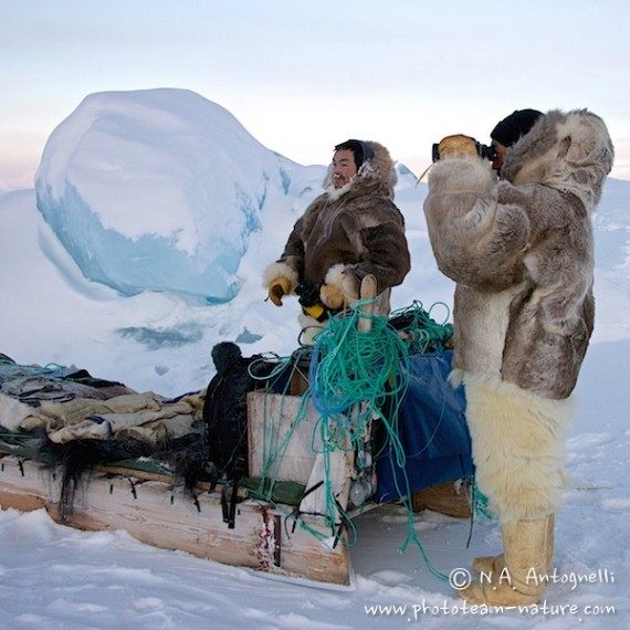 www.phototeam-nature.com-antognelli-groenland-greenland-nanoq-polar bear-ours polaire-hunting-chasse-traineau-chien-dog sleg-savissivik