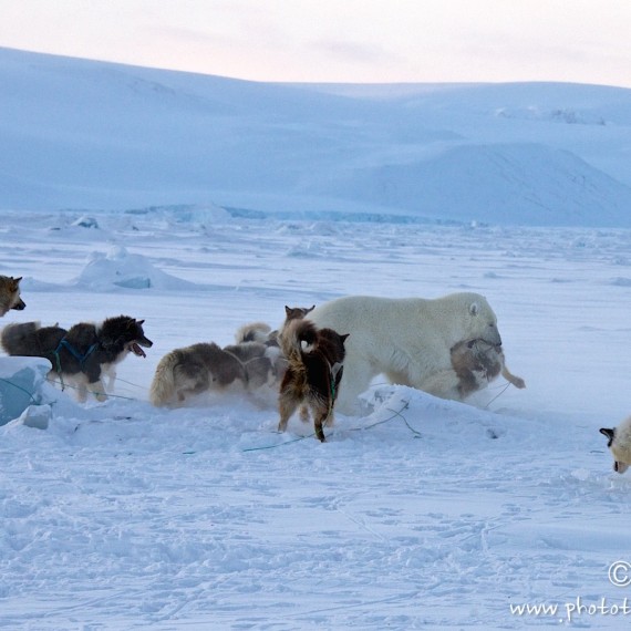 www.phototeam-nature.com-antognelli-groenland-greenland-nanoq-polar bear-ours polaire-hunting-chasse-traineau-chien-dog sleg-savissivik