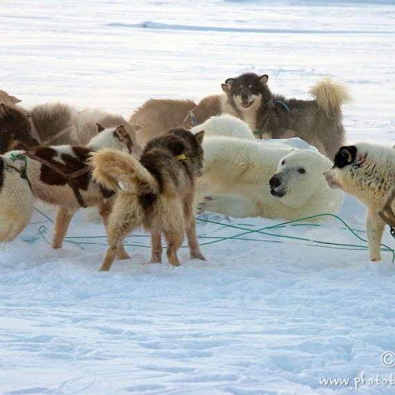 www.phototeam-nature.com-antognelli-groenland-greenland-nanoq-polar bear-ours polaire-hunting-chasse-traineau-chien-dog sleg-savissivik