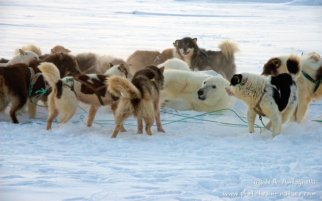 www.phototeam-nature.com-antognelli-groenland-greenland-nanoq-polar bear-ours polaire-hunting-chasse-traineau-chien-dog sleg-savissivik