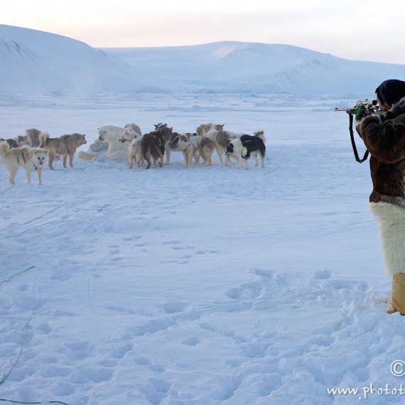 www.phototeam-nature.com-antognelli-groenland-greenland-nanoq-polar bear-ours polaire-hunting-chasse-traineau-chien-dog sleg-savissivik