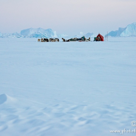 www.phototeam-nature.com-antognelli-groenland-greenland-nanoq-polar bear-ours polaire-hunting-chasse-traineau-chien-dog sleg-savissivik